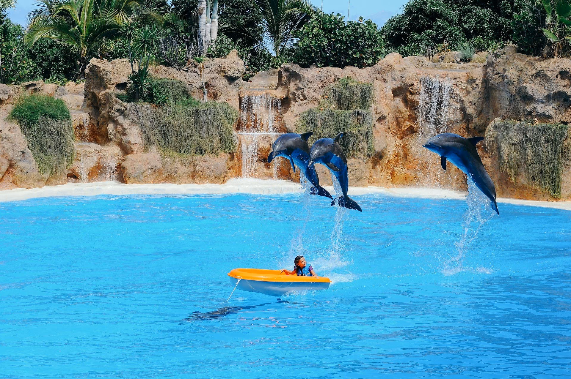 Bassin met dolfijnen in Loro Parque in Puerto de la Cruz